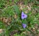 Tradescantia hirsutiflora