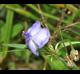 Tradescantia occidentalis