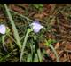 Tradescantia occidentalis