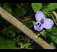 Tradescantia occidentalis