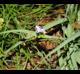 Tradescantia occidentalis