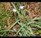 Tradescantia occidentalis
