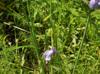 Tradescantia occidentalis