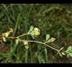 Trifolium dubium