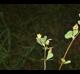 Trifolium dubium