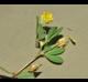 Trifolium dubium