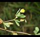 Trifolium dubium