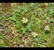 Trifolium repens