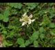 Trifolium repens