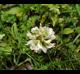 Trifolium repens