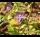 Triodanis perfoliata