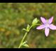 Triodanis perfoliata