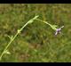 Triodanis perfoliata