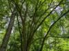 Ulmus americana