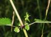 Urtica chamaedryoides
