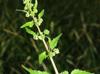 Urtica chamaedryoides
