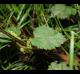 Urtica chamaedryoides