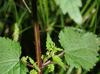 Urtica chamaedryoides