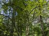 Vaccinium arboreum