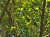 Vaccinium arboreum
