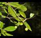 Vaccinium arboreum
