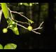 Vaccinium arboreum