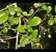 Vaccinium arboreum
