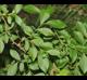 Vaccinium elliottii