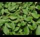 Vaccinium elliottii