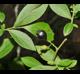 Vaccinium elliottii