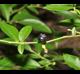 Vaccinium elliottii