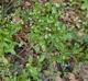 Valerianella radiata