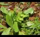 Valerianella radiata
