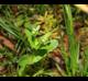 Valerianella radiata
