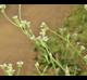 Verbena brasiliensis