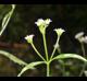 Verbena brasiliensis