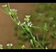 Verbena brasiliensis