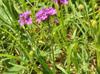 Verbena rigida