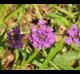 Verbena rigida