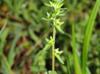 Veronica arvensis