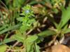 Veronica arvensis