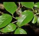 Viburnum rufidulum