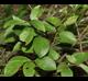 Viburnum rufidulum