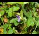 Viola missouriensis