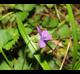 Viola missouriensis