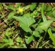 Viola missouriensis