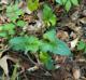 Viola palmata
