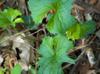 Viola palmata