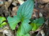 Viola palmata
