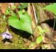 Viola sororia